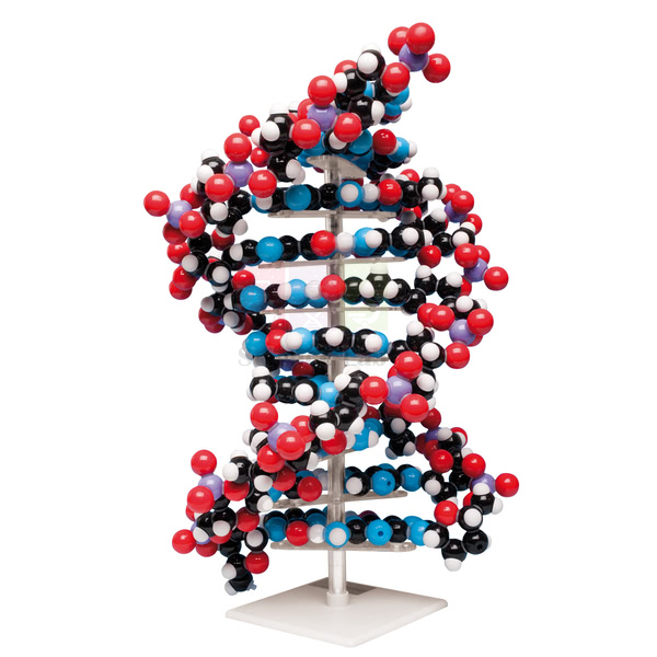 Molecular Model Kit, Ten Layer DNA